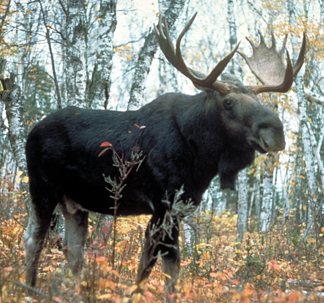 Western Moose
