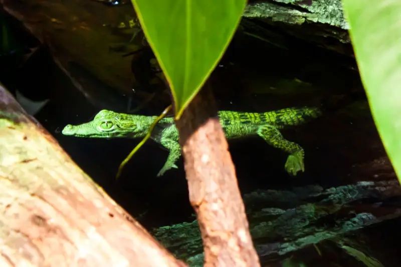 Morelet's Crocodile Baby