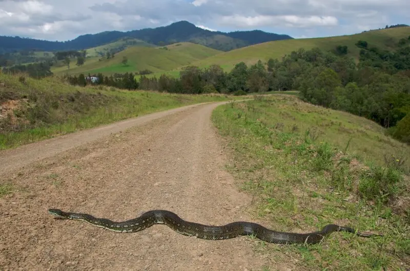 Diamond python (Morelia spilota spilota) slowly crosses the road in the Upper Paterson Valley, New South Wales