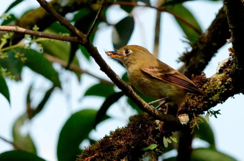 Mosquero Barranque?o, Huauchinango Puebla, M?xico