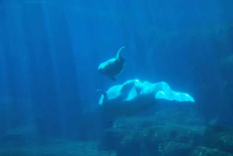 Mother and Baby Beluga Whale