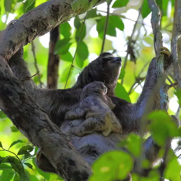 Mother and baby Three-toed Sloth