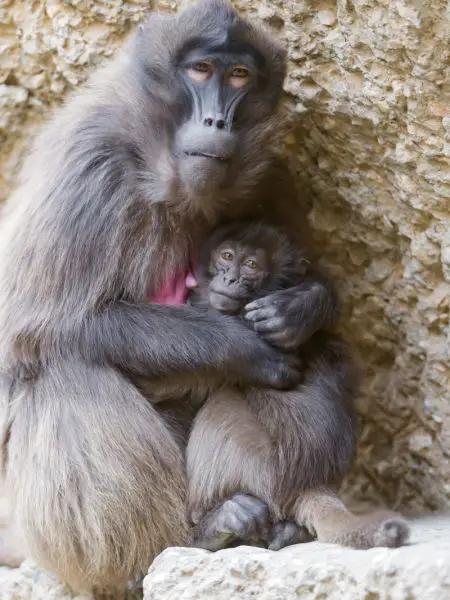 Mother baboon with baby