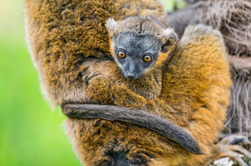 Mother lemur and baby II