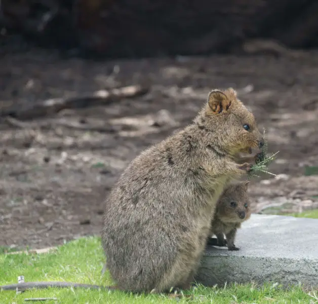 Mother quokka and baby