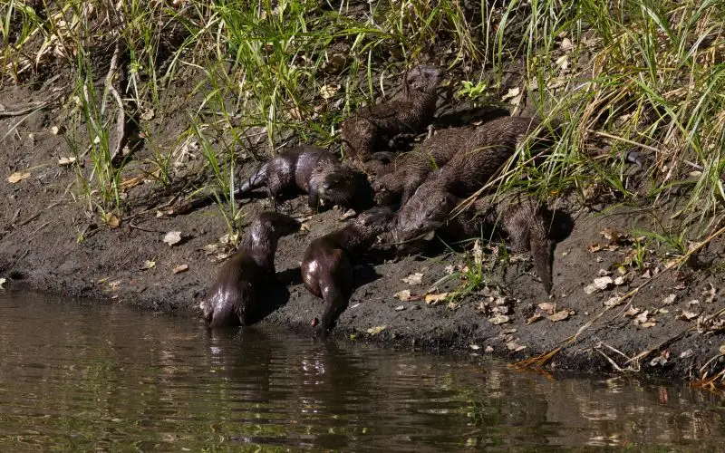 Mother River Otter and Pups