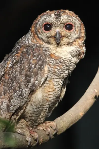 Photography of Mottled Wood Owl taken in Kerala, India.