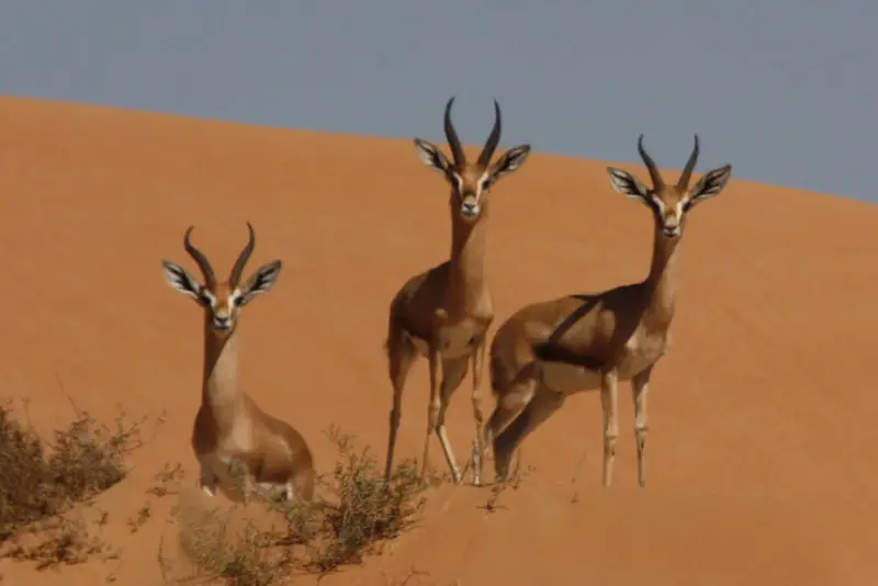 Mountain gazelles (gazella gazella)