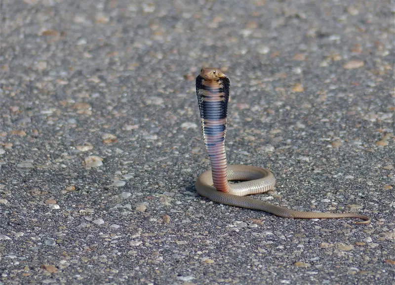 Mozambique Spitting Cobra (Naja mossambica) juvenile spreading a hood