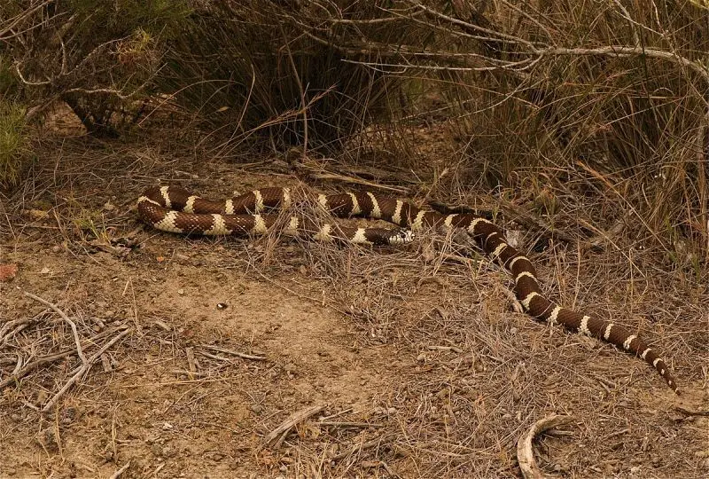 California Kingsnake - Facts, Diet, Habitat & Pictures On Animalia.bio