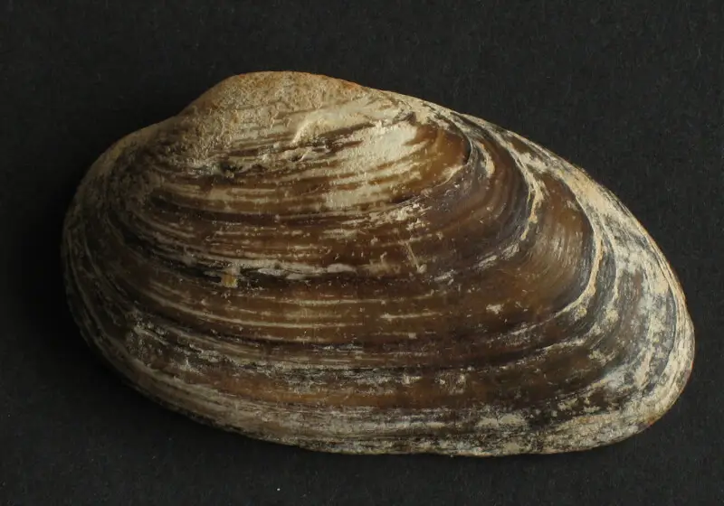 Soft-shell clam - Facts, Diet, Habitat & Pictures on Animalia.bio