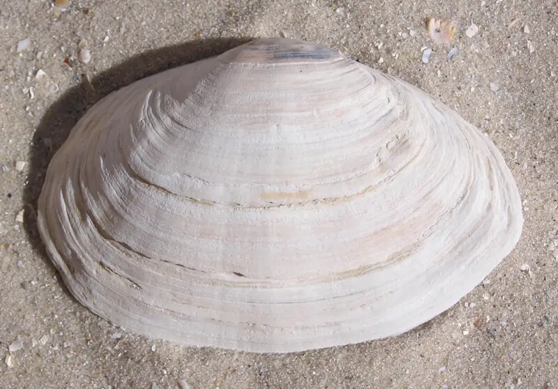 Softshell clam Facts, Diet, Habitat & Pictures on Animalia.bio