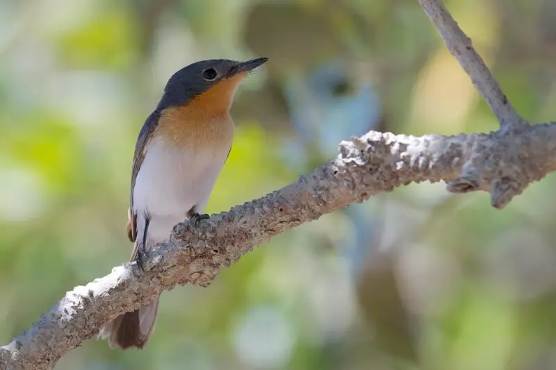 Myiagra ruficollis: 
Mangroves by the site of the Old Jetty (no longer there), 
Mangrove Point,
Town Beach, 
Broome, 
Kimberley, 
Western Australia.

I can now confirm on very good authority that this is indeed a Broad-billed Flycatcher.

Diagnostics incl