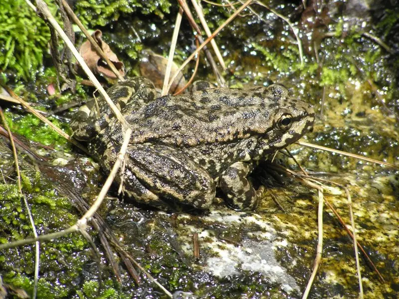 Mountain yellow-legged frog - Facts, Diet, Habitat & Pictures on ...