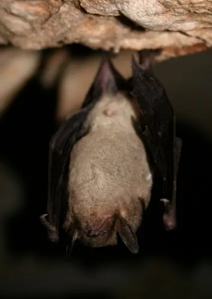 Gray bat - Facts, Diet, Habitat & Pictures on Animalia.bio