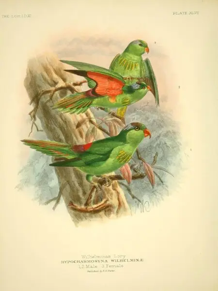 A monograph of the lories, or brush-tongued parrots&#160;:.
London :R.H. Porter ...,1896..

biodiversitylibrary.org/page/39965150