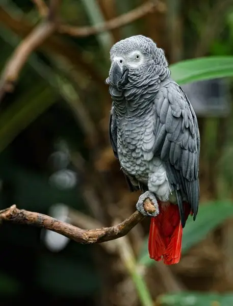 African Grey Parrot photo