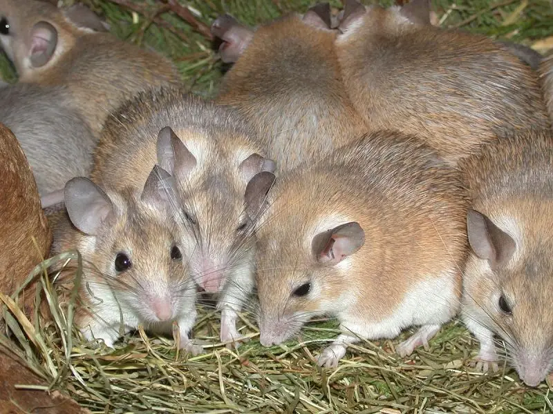Cairo Spiny Mouse photo