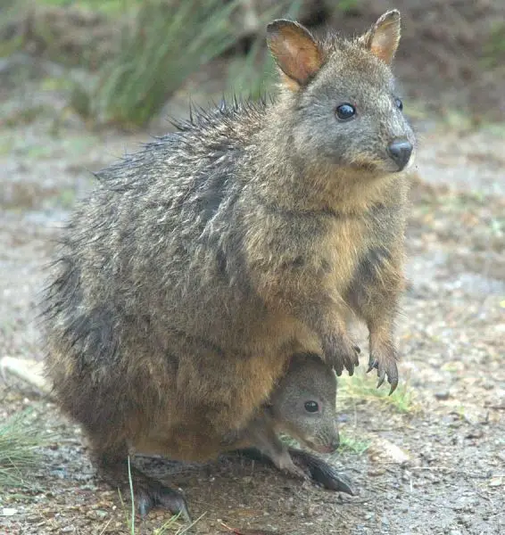 Tasmanian Pademelon photo