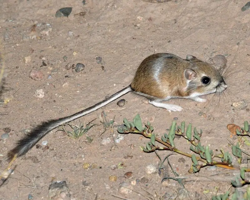 Merriam's Kangaroo Rat photo