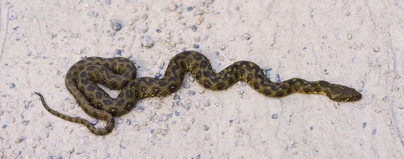 Viperine Water Snake photo
