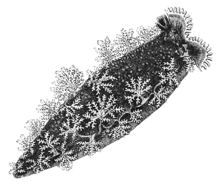 Illustration from Natural History: Mollusca (1854), p. 119 - "Tritonia Hombergi" (Tritonia hombergii)