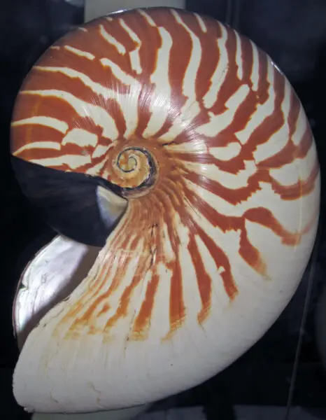 Nautilus stenomphalus Sowerby, 1849 - white-patch nautilus shell (BMSM 67290, Bailey-Matthews Shell Museum, Sanibel Island, Florida, USA)
This shell is from one of only 6 living species of an entire group of molluscs - the nautiloids.  Nautiloids are basi