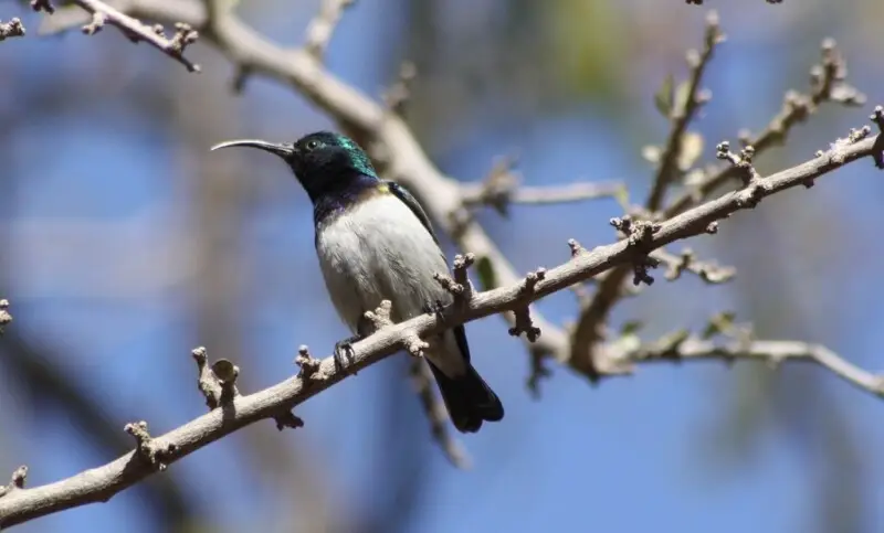 A male White-breasted Sunbird at Walter Sisulu National Botanical Garden, South Africa.