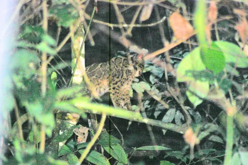 Photograph of Neofelis diardi, the Bornean Clouded Leopard in the wild of Borneo.
"I took this photo in the Borneo Rainforest in 2004 during a night drive. The spotlight was not very strong and the photo came out black. According to the game ranger this w