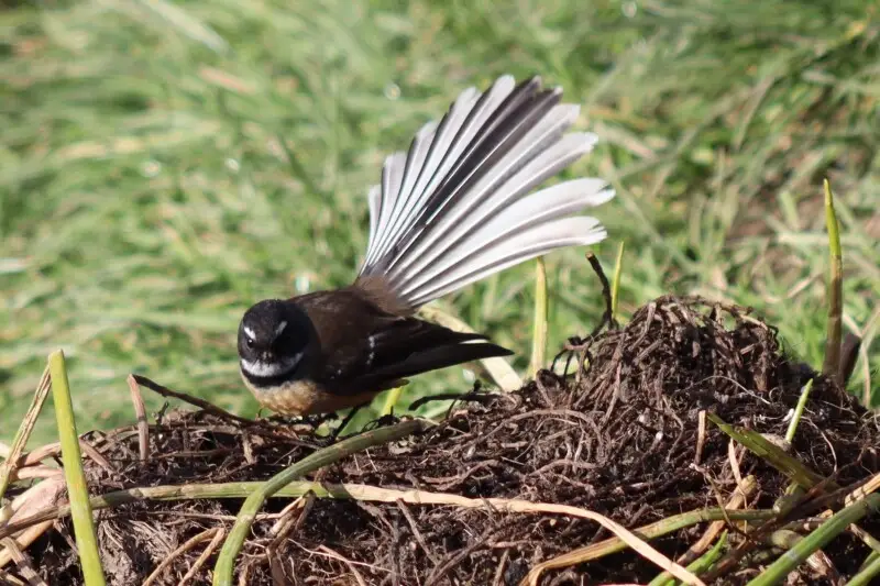 The Fantail or Piwakawaka is a delightful New Zealand bird. They seem to have no fear around people and lovely to fly or hover around them in the hope that some bushes will be shaken so that they can catch the bugs that fly out of them!