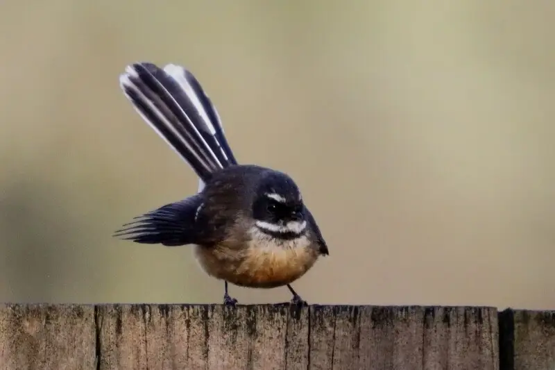 The Fantail or Piwakawaka is a delightful New Zealand bird. They seem to have no fear around people and lovely to fly or hover around them in the hope that some bushes will be shaken so that they can catch the bugs that fly out of them!