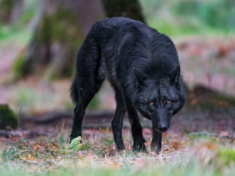 Nice black timbewolf