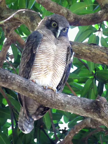 Rufous owl in a large Mango tree (Mangifera indica) on the esplanade at Cairns, north Queensland