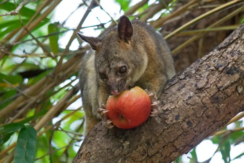 A male northern brushtail possum eating a hand fed apple in Humpty Doo, Darwin, NT, Australia.