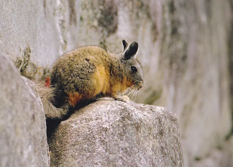 Northen viscacha between stones of Machu Picchu Peru