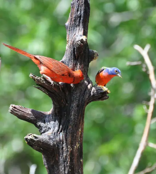 Northern Cardinal and Painted Bunting. NRCS photo by Beverly Moseley.
