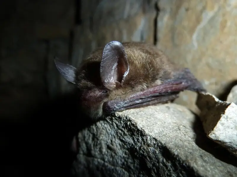 Northern long-eared bat with visible symptoms of white-nose syndrome.

Photo credit: NPS/Steven Thomas