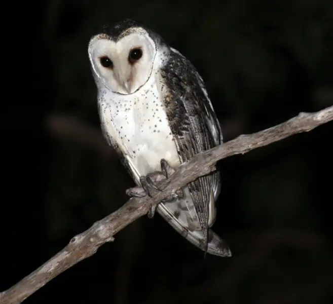 A picture of a northern masked owl