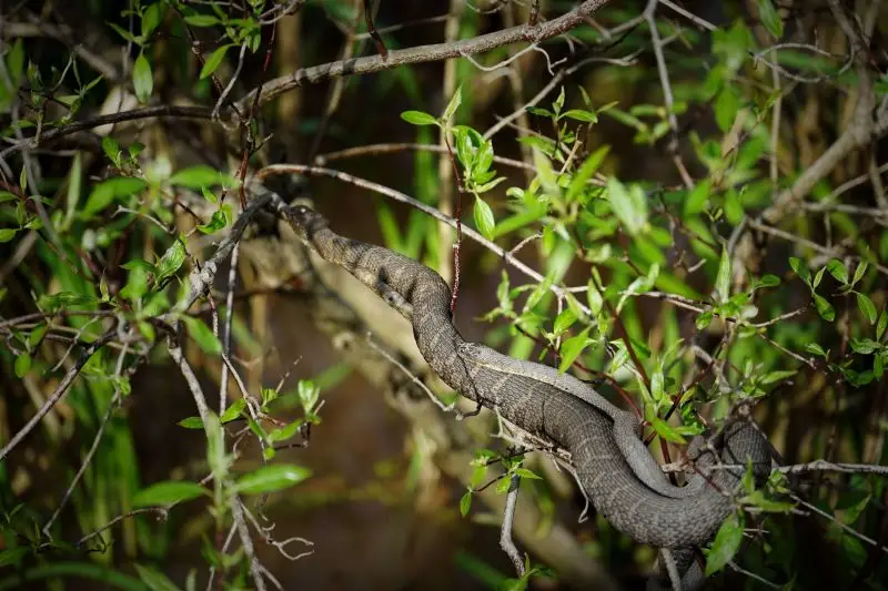 Northern Water Snake - Facts, Diet, Habitat & Pictures On Animalia.bio