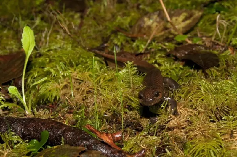 A Northwest salamander (Ambystoma gracile) darts along the ground at Cape Meares National Wildlife Refuge in Oregon. (Roy W. Lowe/USFWS)