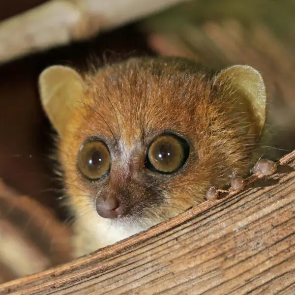 Nosy Be mouse lemur (Microcebus mamiratra), Lokobe Strict Reserve, Nosy Be, Madagascar
