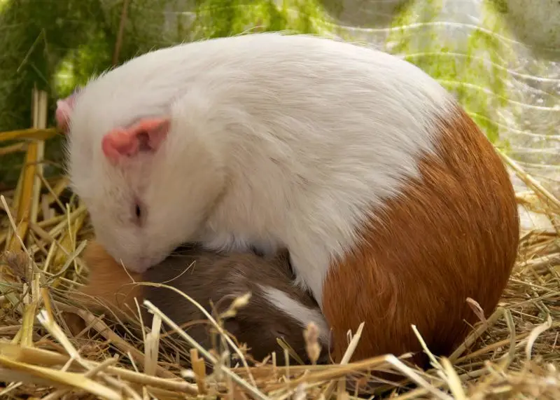 Nursing guinea pig