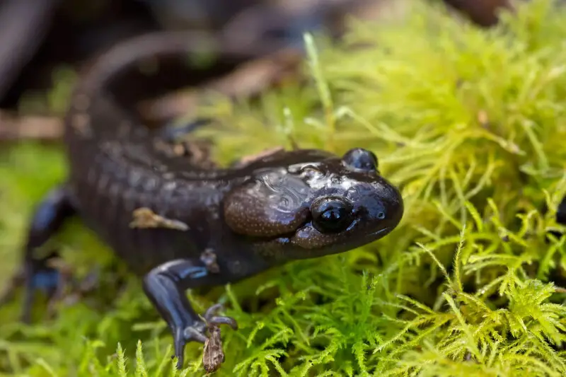 Northwestern salamander (Ambystoma gracile)
