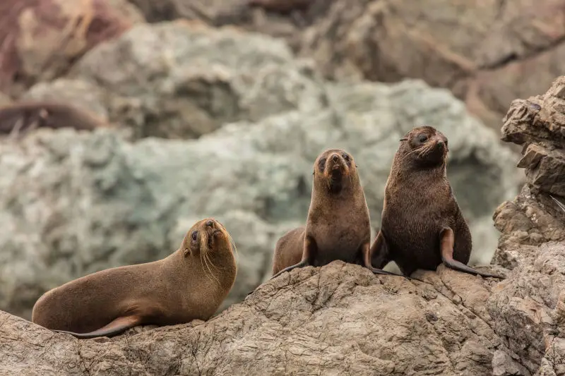 NZ Fur Seals, Cape Palliser Seal Colony