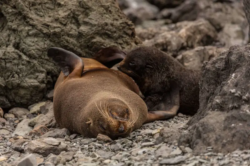 NZ Fur Seals, Cape Palliser Seal Colony