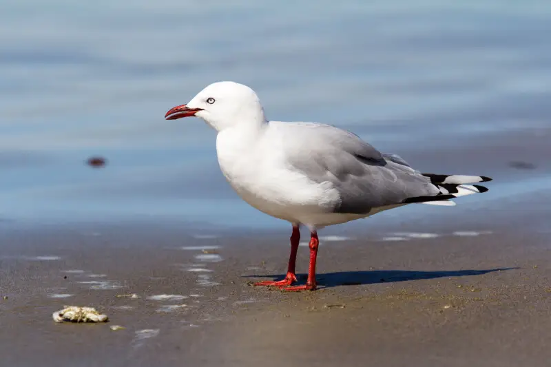 Red-billed seagull at the Moeraki Boulders, New Zealand
