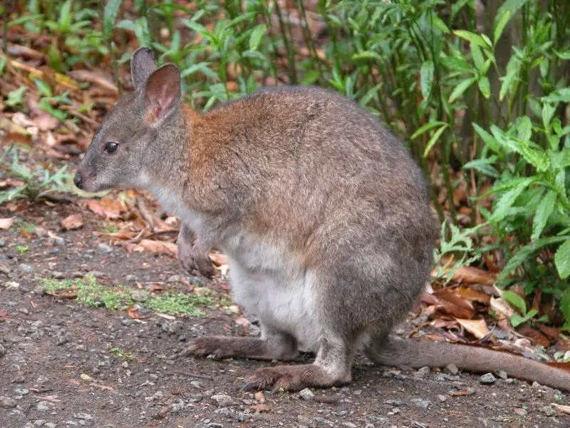 Red-Necked Pademelon photo