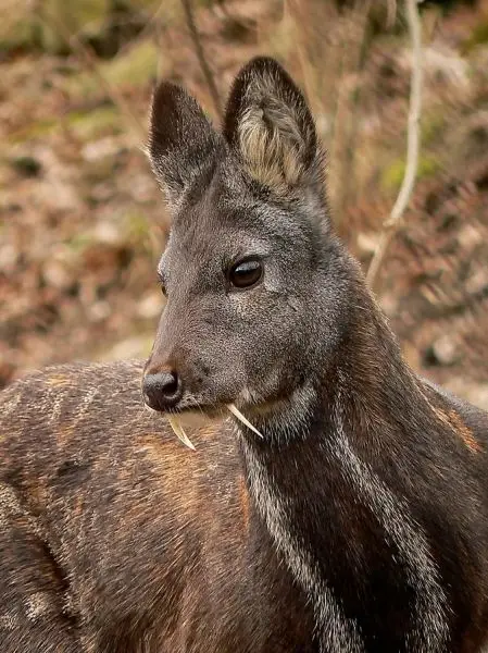 Siberian Musk Deer photo