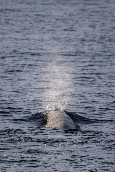 Cuvier's Beaked Whale photo