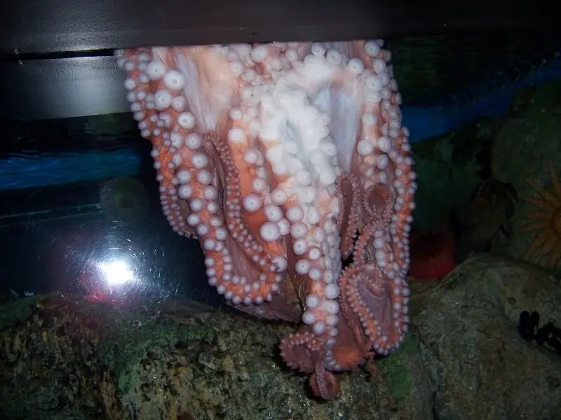 Oceanarium_octopus
